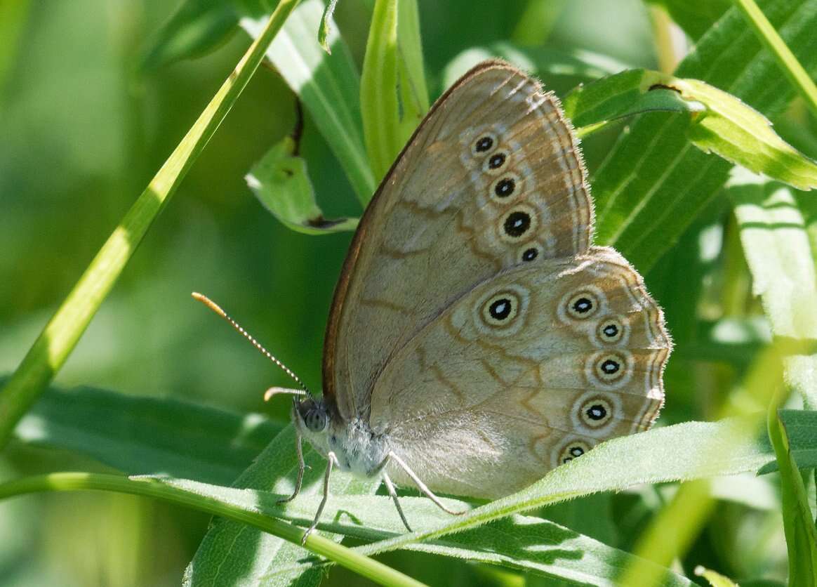 Image of Eyed Brown