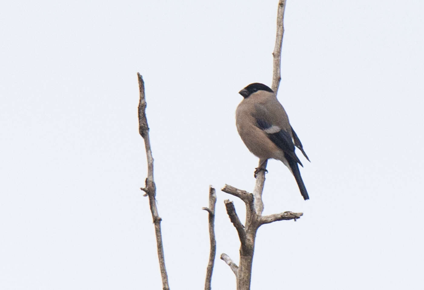 Pyrrhula pyrrhula pyrrhula (Linnaeus 1758) resmi