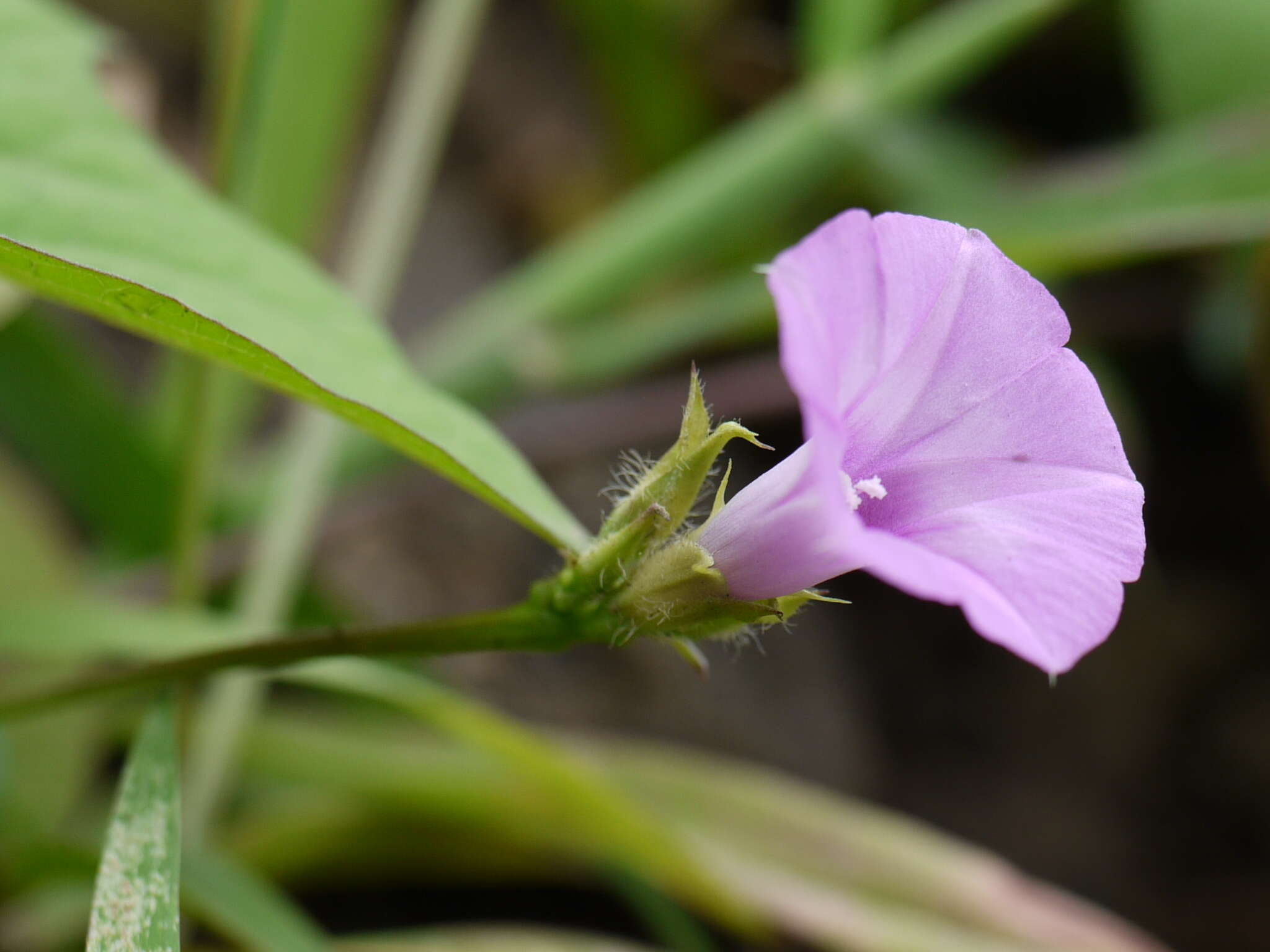 Plancia ëd Ipomoea triloba L.