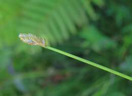 Image of Eleocharis wichurae Boeckeler