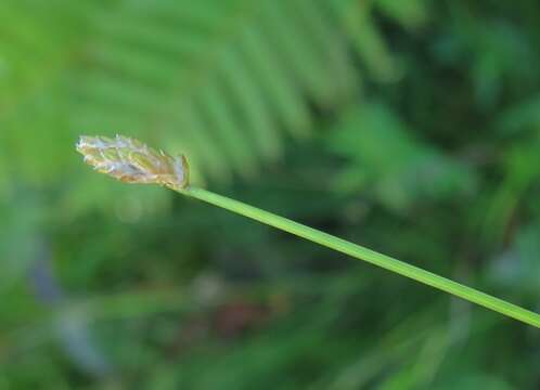 Image of Eleocharis wichurae Boeckeler