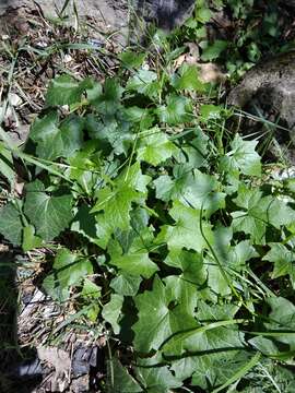 Image of Bryonia aspera Stev.