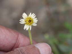 Image of Smooth peruvian daisy