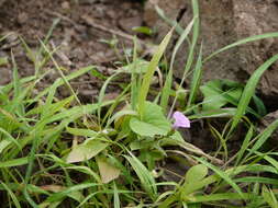 Plancia ëd Ipomoea triloba L.