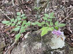 Indigofera venulosa Benth.的圖片