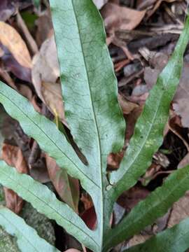 Image of Leptochilus ellipticus (Thunb.) Nooteboom