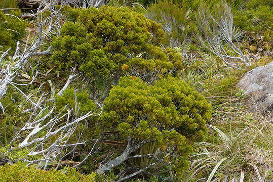 صورة Halocarpus bidwillii (Hook. fil. ex Kirk) Quinn