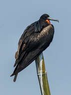 Image of Andrews' Frigatebird