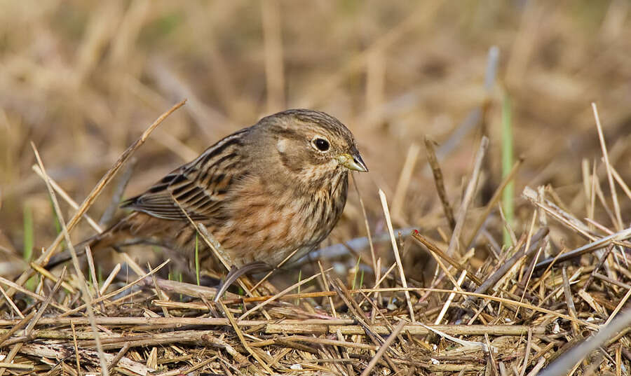 صورة Emberiza leucocephalos Gmelin & SG 1771