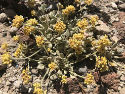 Image of frosted buckwheat