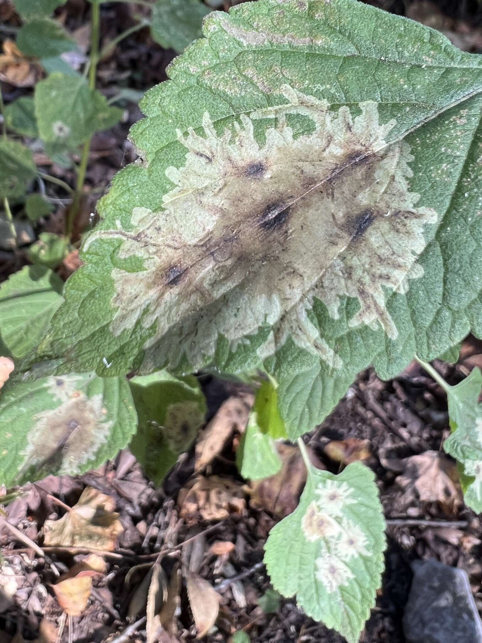 Calycomyza hyptidis Spencer 1966 resmi