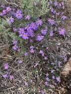 Image of splendid daisy-bush