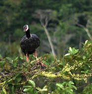 Image of Northern Screamer