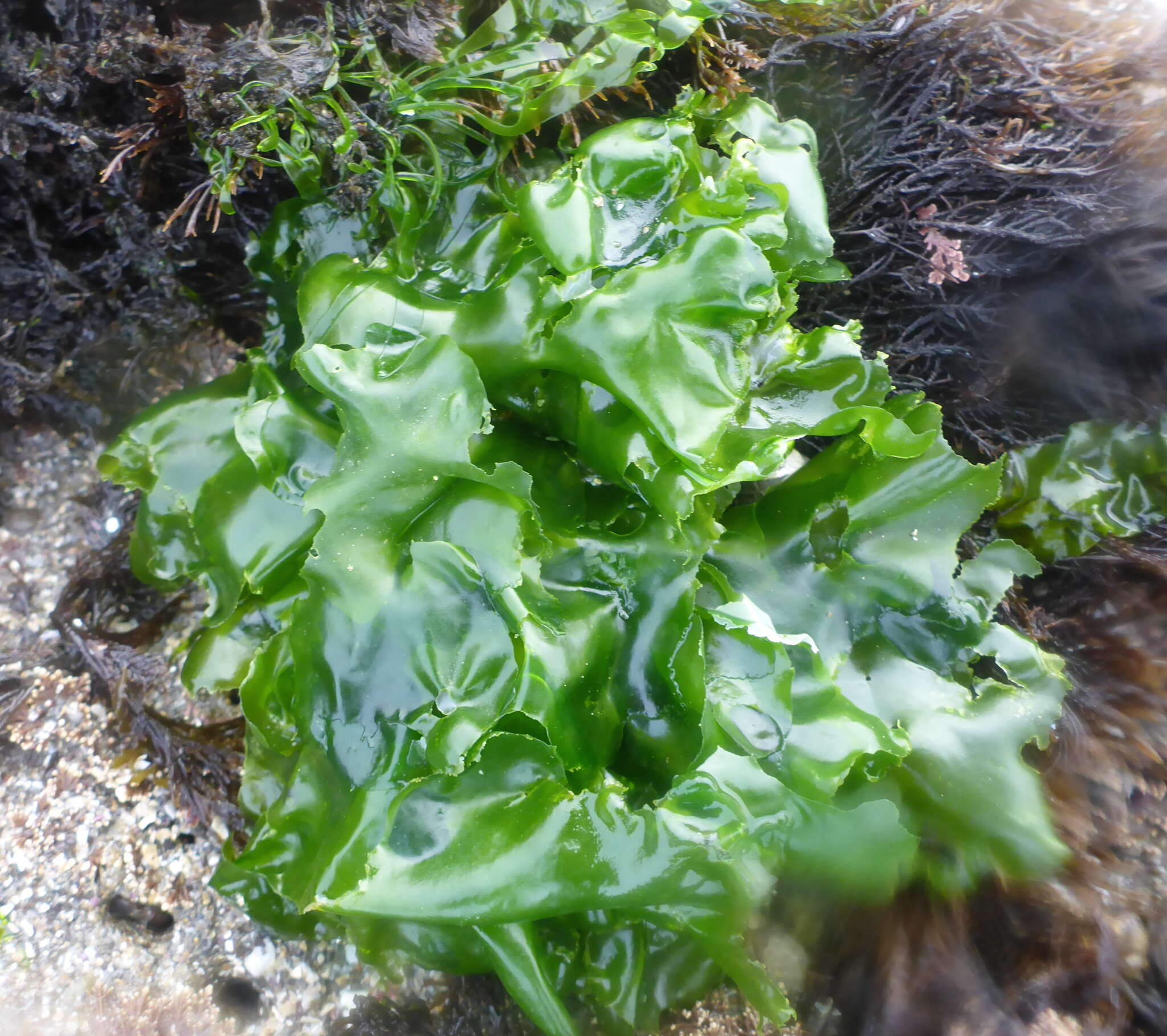 Image of Sea lettuce