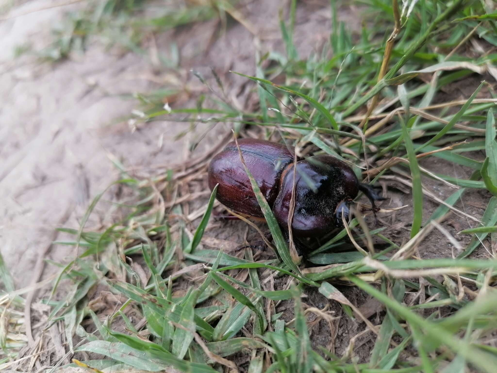 صورة Heterogomphus bourcieri Guérin-Méneville 1851