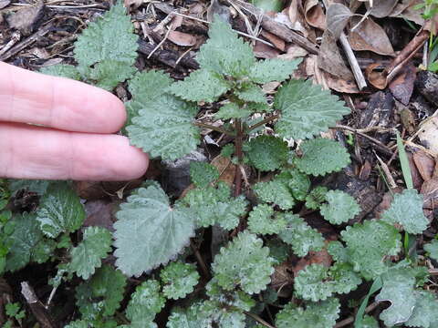 Image of heartleaf nettle