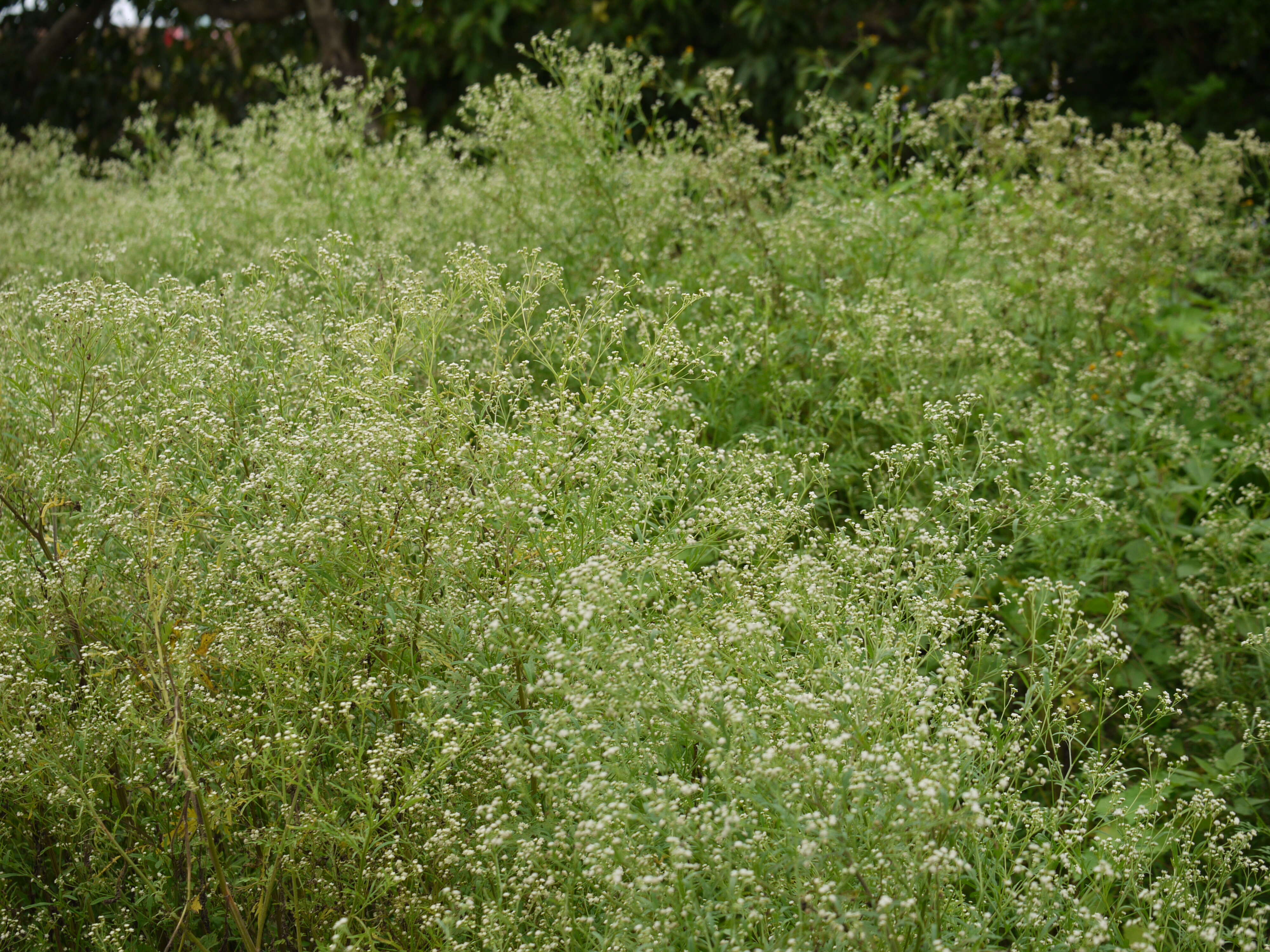 Image of Santa Maria feverfew