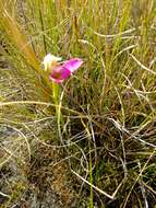 صورة Disa filicornis (L. fil.) Thunb.