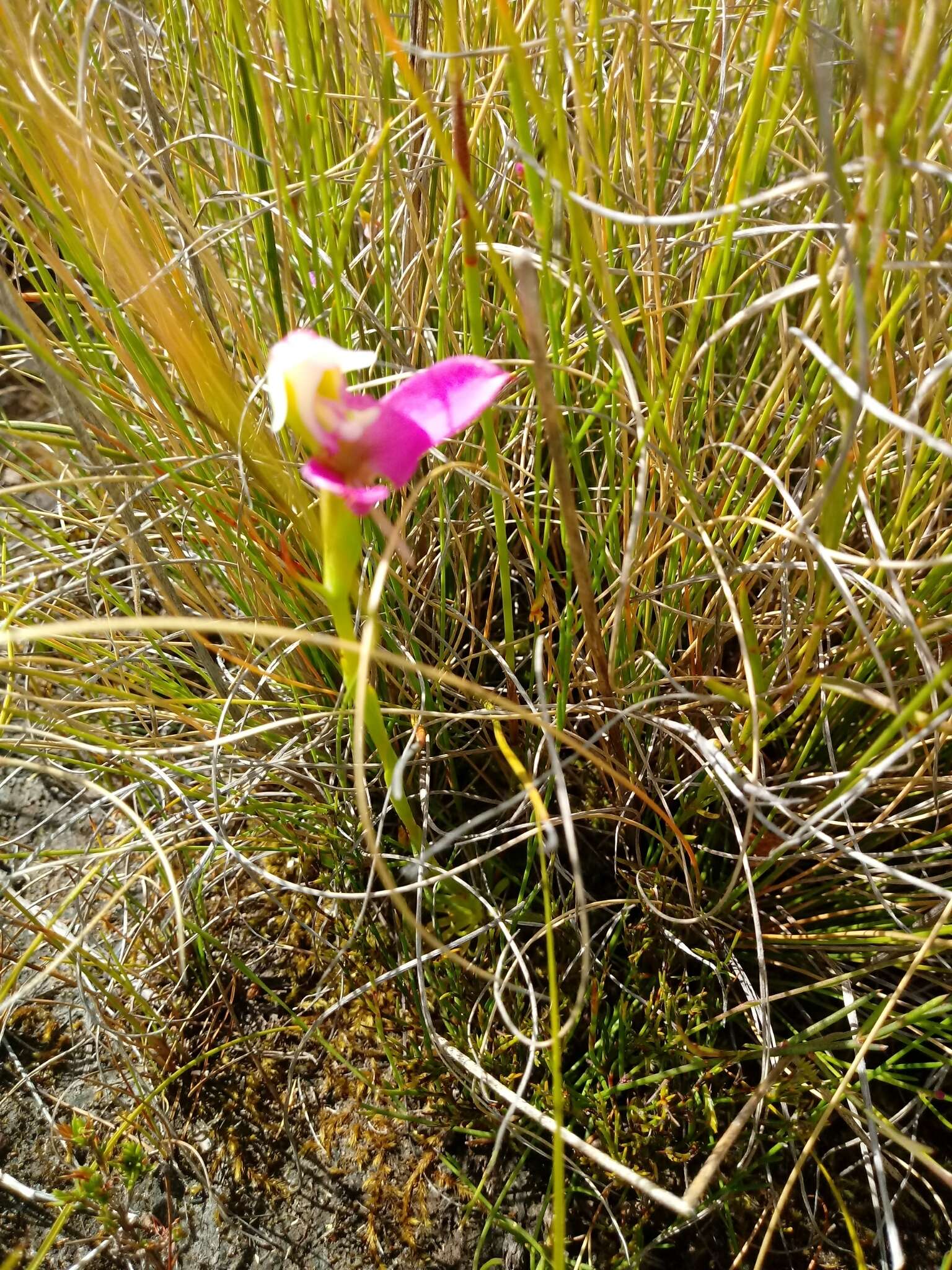 Imagem de Disa filicornis (L. fil.) Thunb.