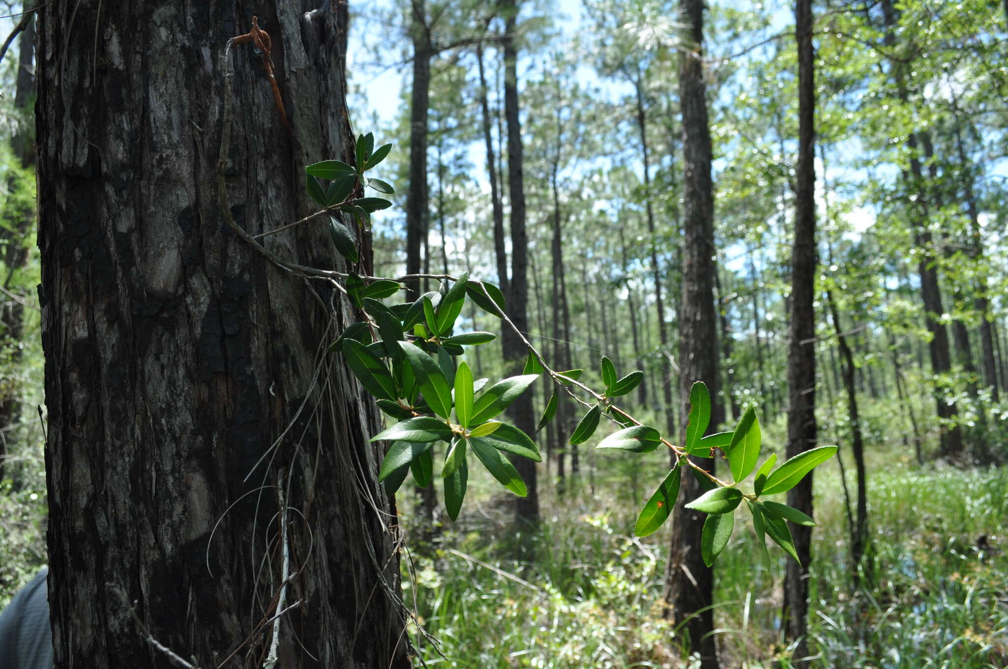 Image of Climbing Fetterbush