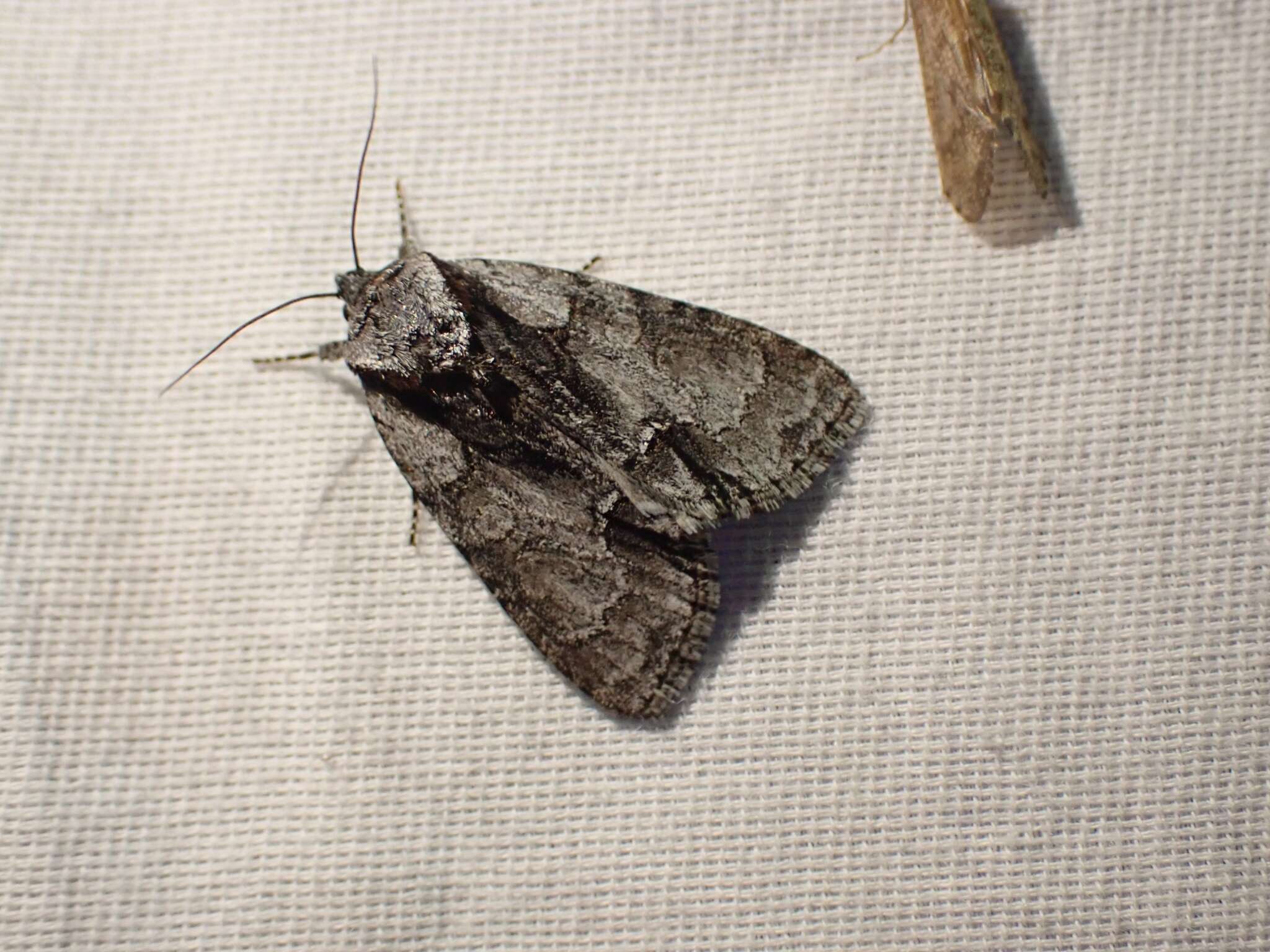 Image of Gentle Dagger Moth