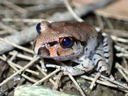 Image of Fleay’s Barred-frog