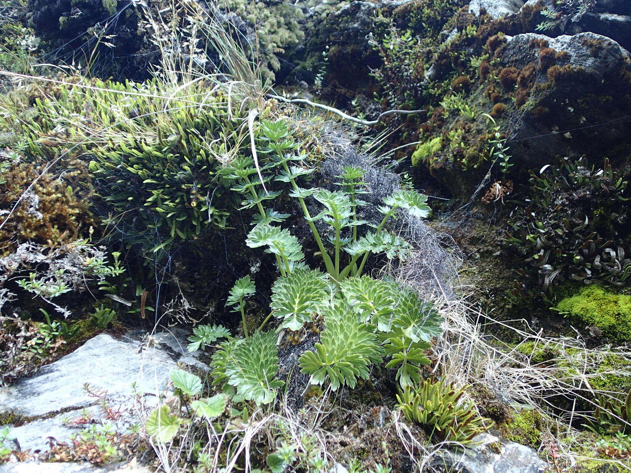 Image de Anisotome pilifera (Hook. fil.) Cockayne & Laing