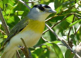 Image of Green-backed Becard