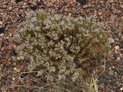 صورة Polycarpaea spirostylis F. Müll.