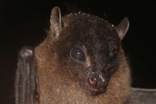 Image of Borneo Fruit Bat