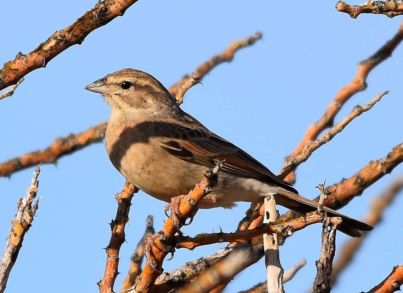 Sivun Emberiza impetuani impetuani Smith & A 1836 kuva