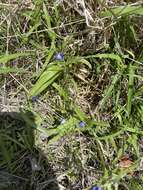 Image of diffuse spiderwort