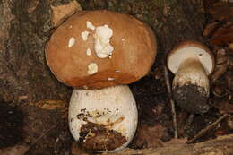 Imagem de Boletus nobilissimus Both & R. Riedel 2000