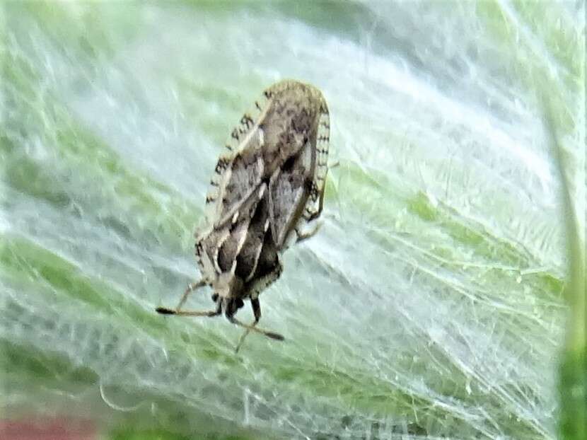 Image of spear thistle lacebug