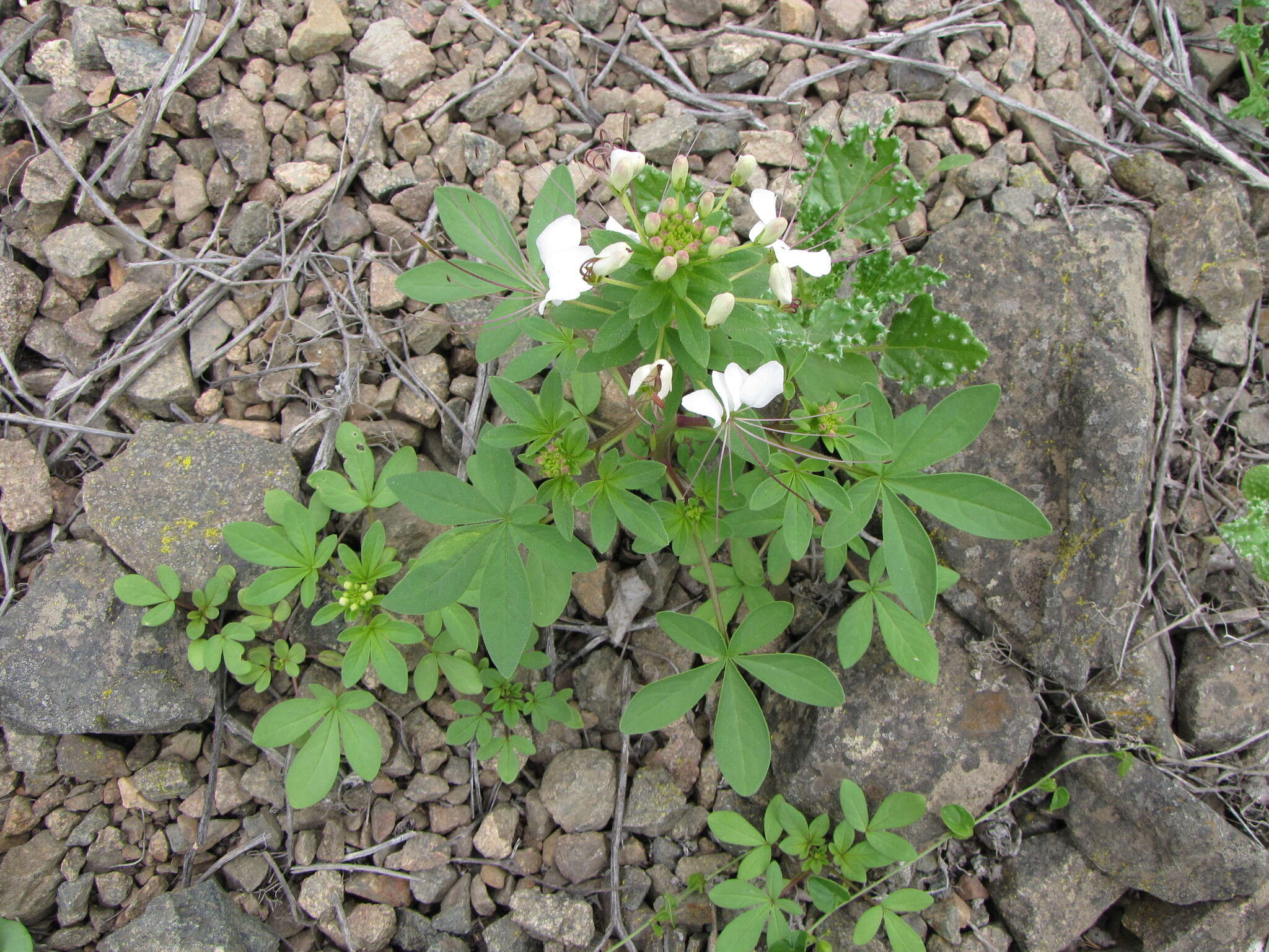 Image of Cleome chilensis DC.