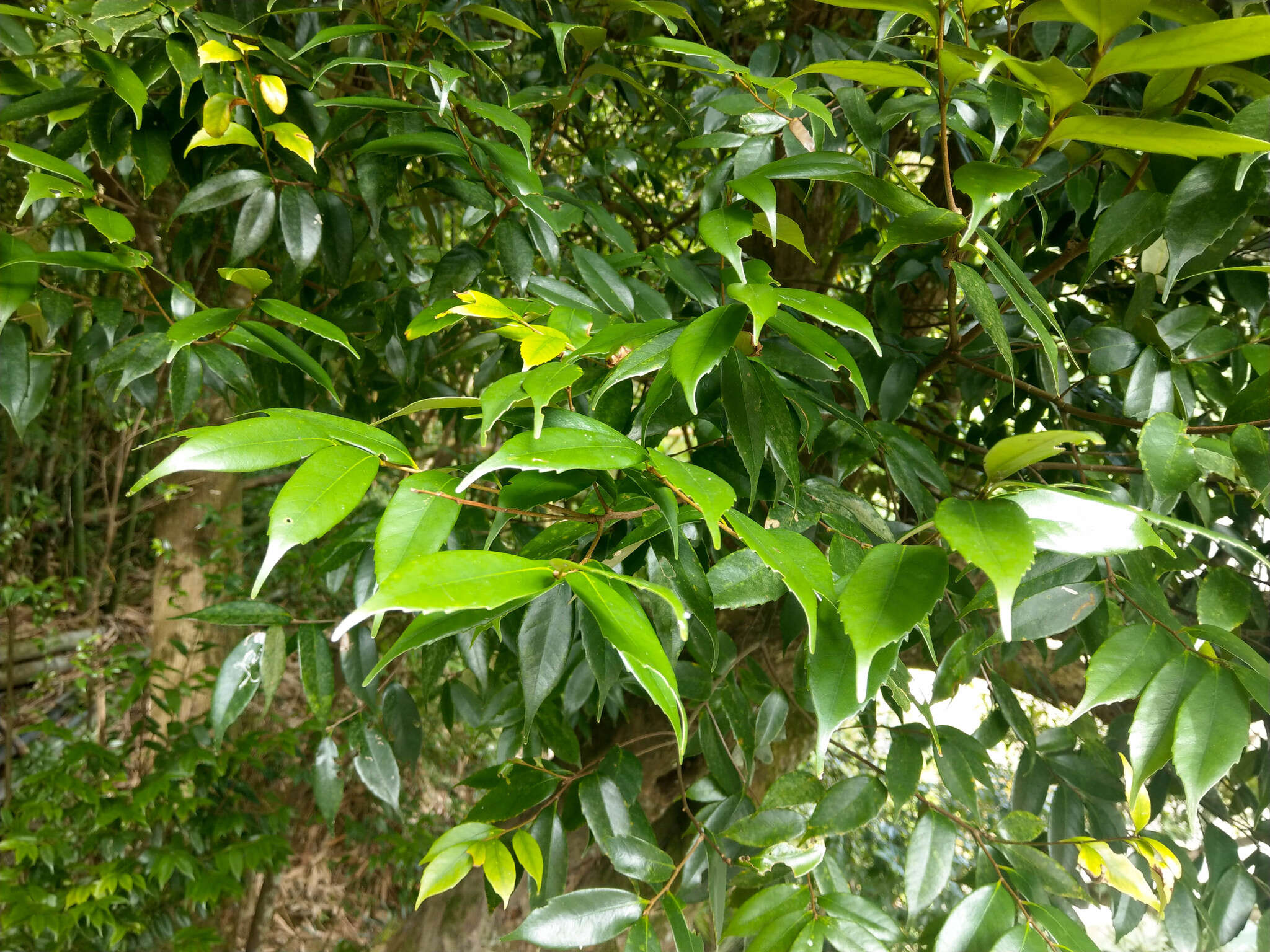 Lithocarpus uraianus (Hayata) Hayata的圖片