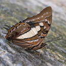 Image of <i>Polyura jupiter</i>