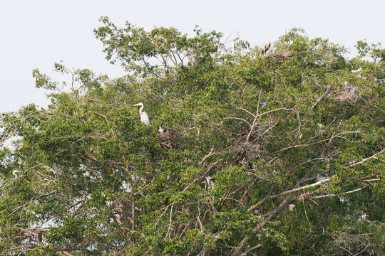 Image of Painted Stork