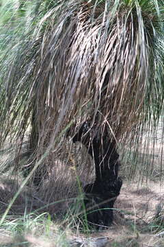 Image of Xanthorrhoea arborea R. Br.