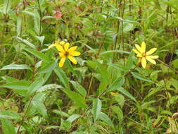 Image of Pale-Leaf Woodland Sunflower