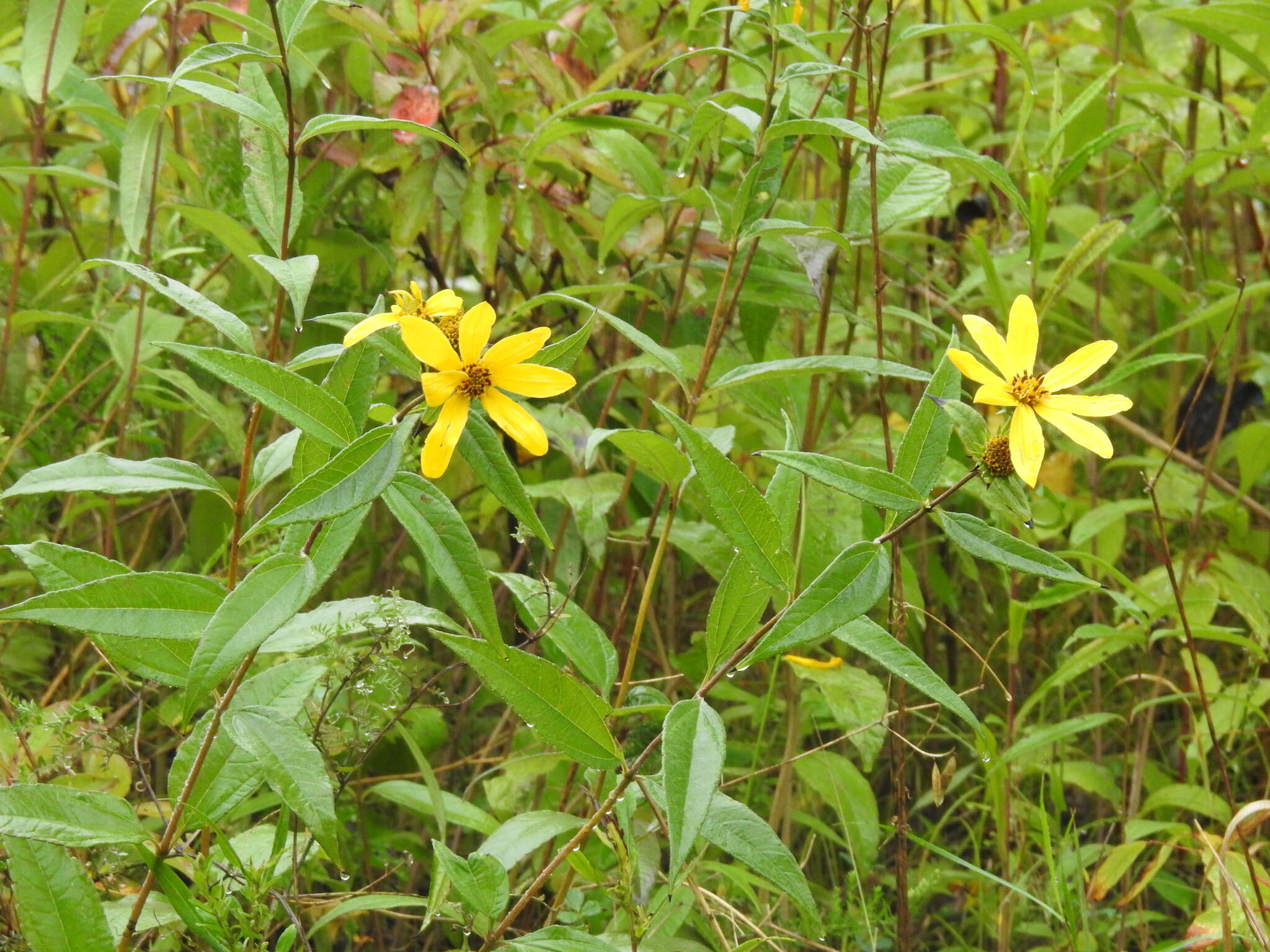 Imagem de Helianthus strumosus L.