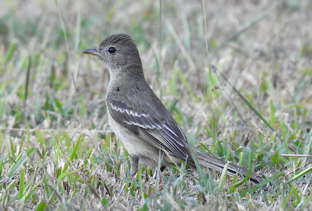 Image of Lesser Elaenia