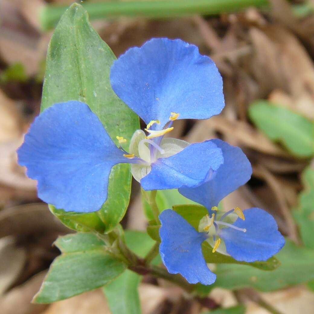 Imagem de Commelina cyanea R. Br.