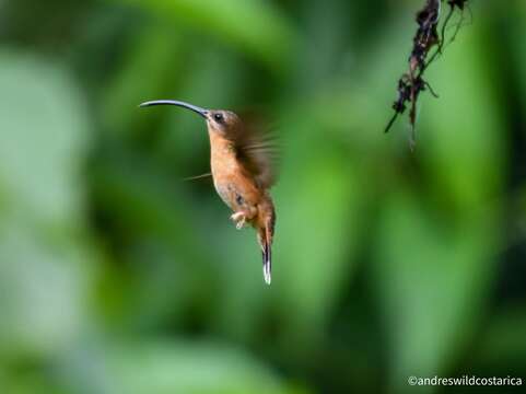 Image of Bronzy Hermit