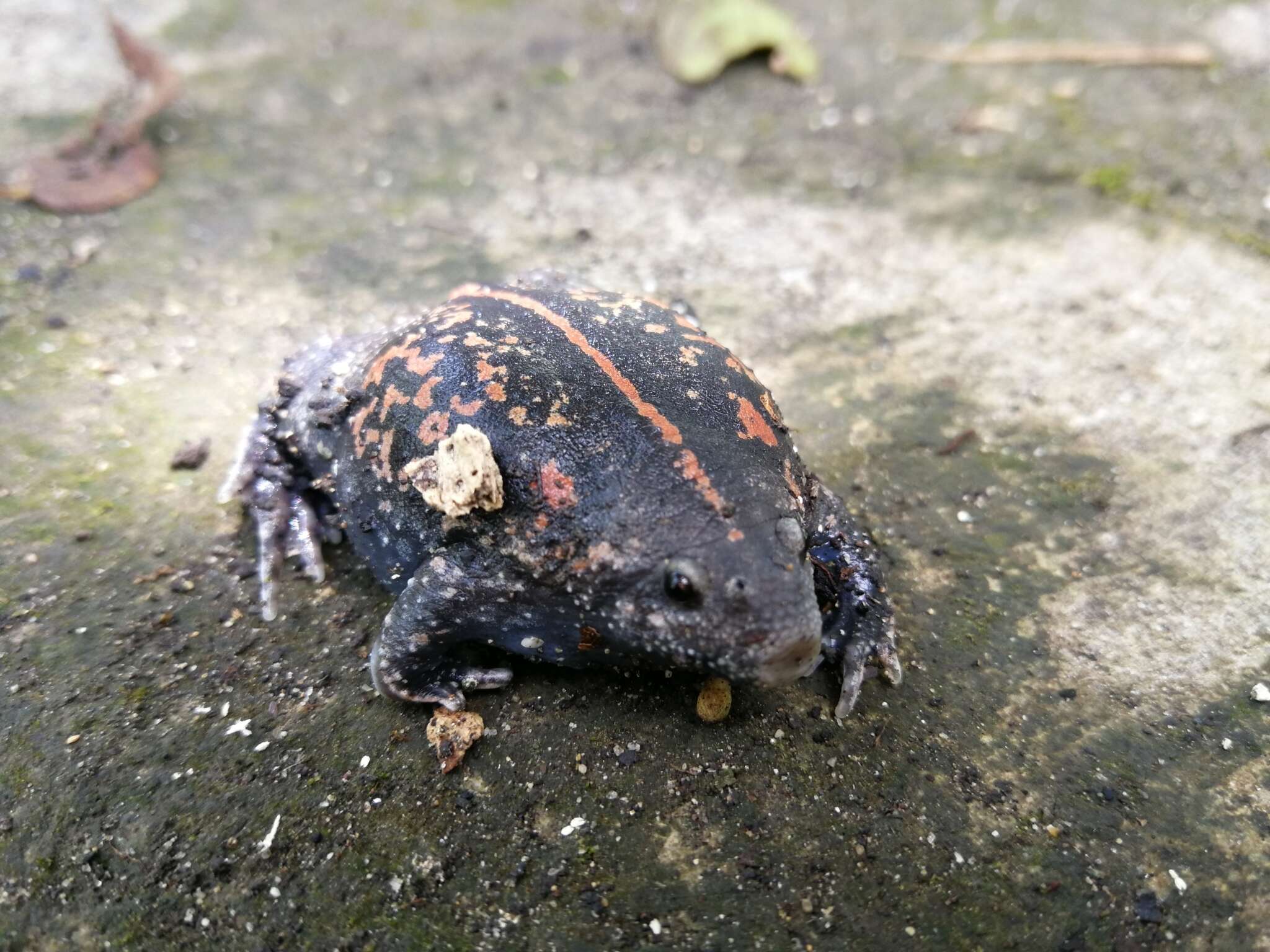 Sivun Rhinophrynidae Günther 1859 kuva