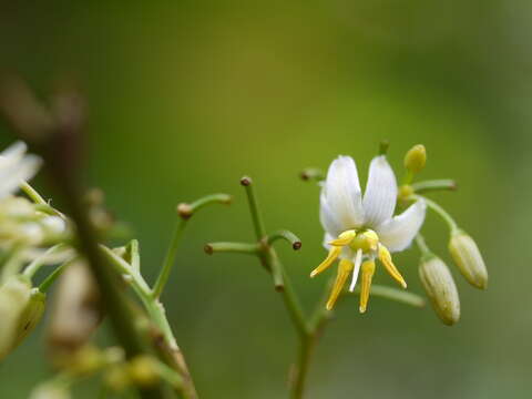 Image de Dianella tasmanica Hook. fil.