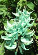 Image of Jade Vine