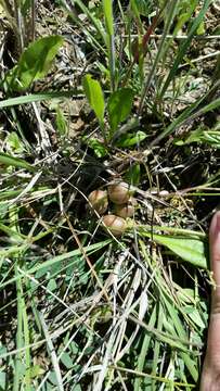 Sivun Astragalus crassicarpus Nutt. kuva