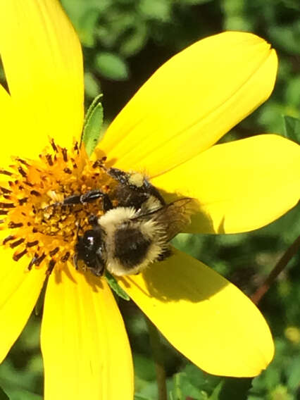 Image of Common Eastern Bumblebee