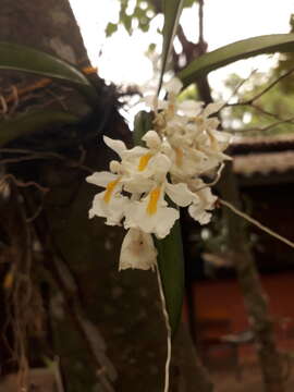 Image of Rodriguezia bracteata (Vell.) Hoehne